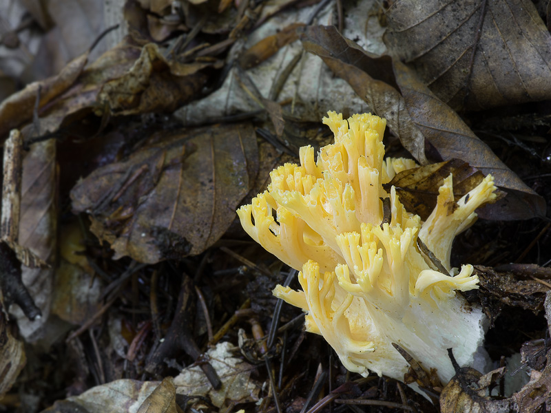 Ramaria aurea